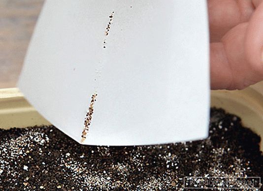 Lobelia: садење, одгледување и грижа