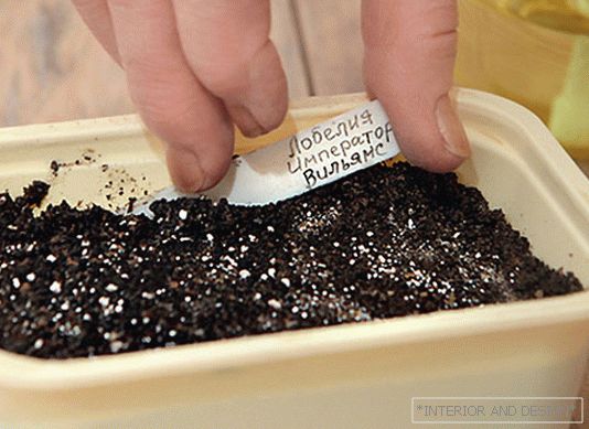 Lobelia: садење, одгледување и грижа