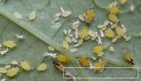 Ахид - фотографии на инсекти на лист од краставица