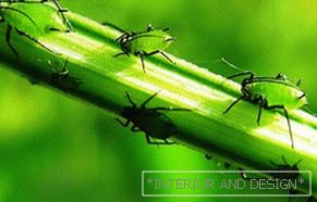 Пука aphid на цариградување лисја